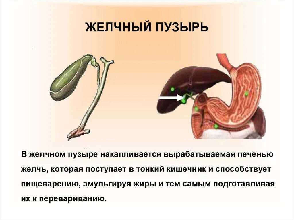 Желчный пузырь как удалить желчь. Желчный пузырь вырабатывает желчь. Желчь вырабатывается в желчном пузыре. Желчь, накапливающаяся в желчном пузыре. Желчь из желчного пузыря попадает в.