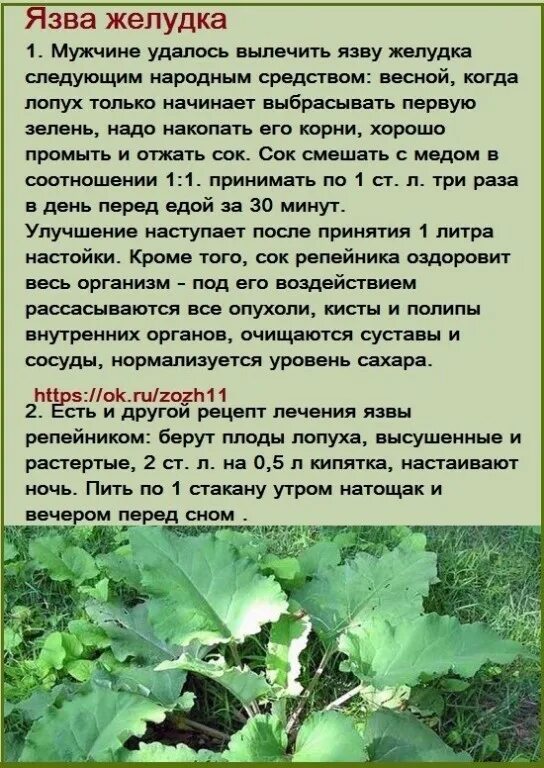 что лечит корень лопуха. 450мг. лопух корень. корень лопуха что лечит. корень лопуха порошок.