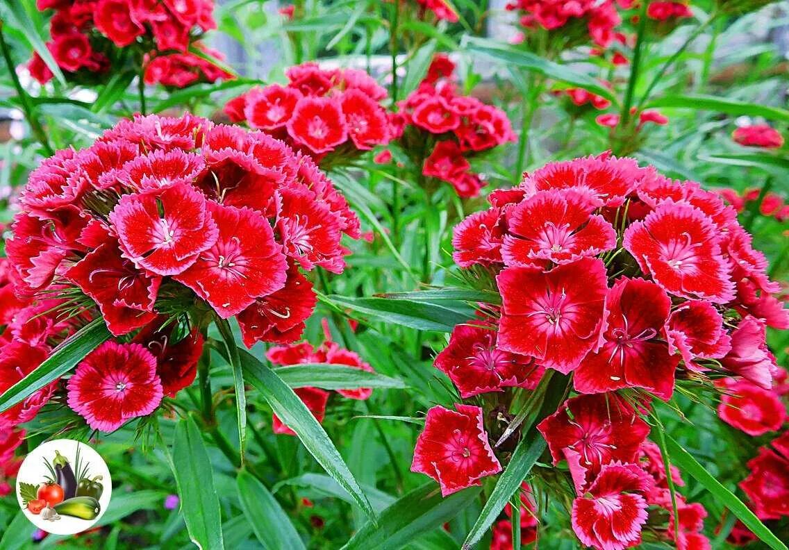 Диантус, гвоздика (турецкая). Гвоздика бородатая - Dianthus barbatus. Гвоздика турецкая Диабунда. Гвоздика турецкая (Dianthus barbatus). Гвоздика турецкая в открытый грунт