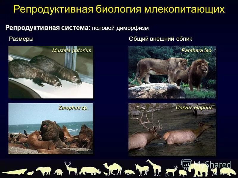 строение систем органов млекопитающих таблица. репродуктивная система млекопитающих. репродуктивная система млекопитающих. система размножения. самцы млекопитающих.