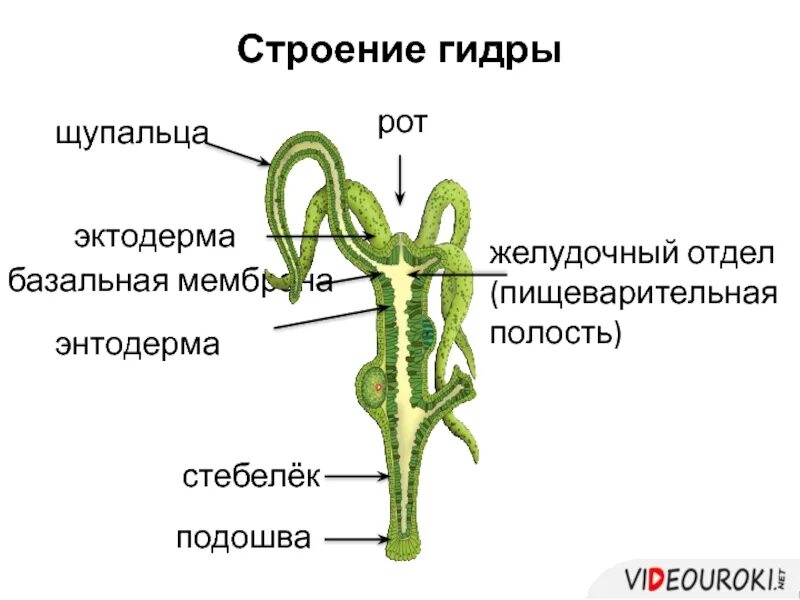 Что такое кишечная полость