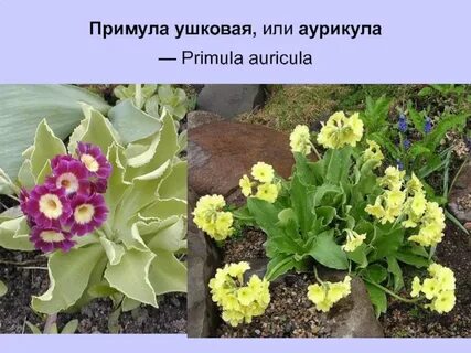 Деление примулы