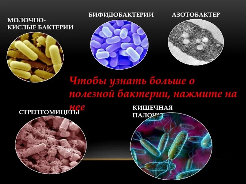 Какие бактерии давать. Какие бактерии давать