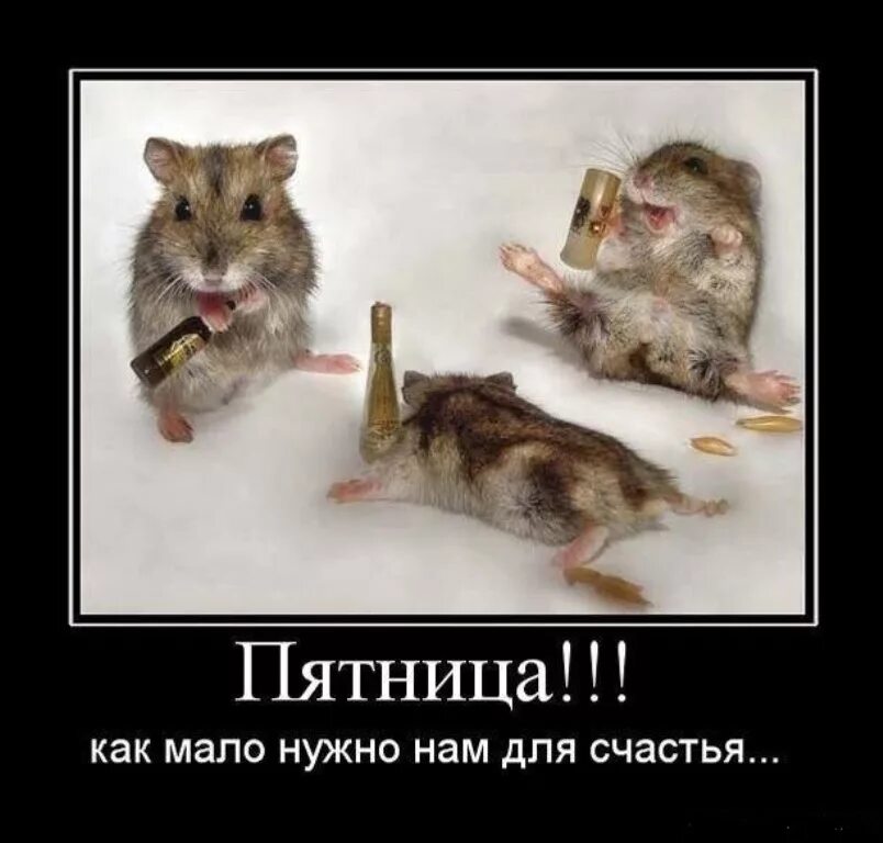 Статусы про пятницу прикольные. Пятница приколы. анекдоты про пятницу в картинках. пятница демотиваторы. с пятницей картинки смешные.