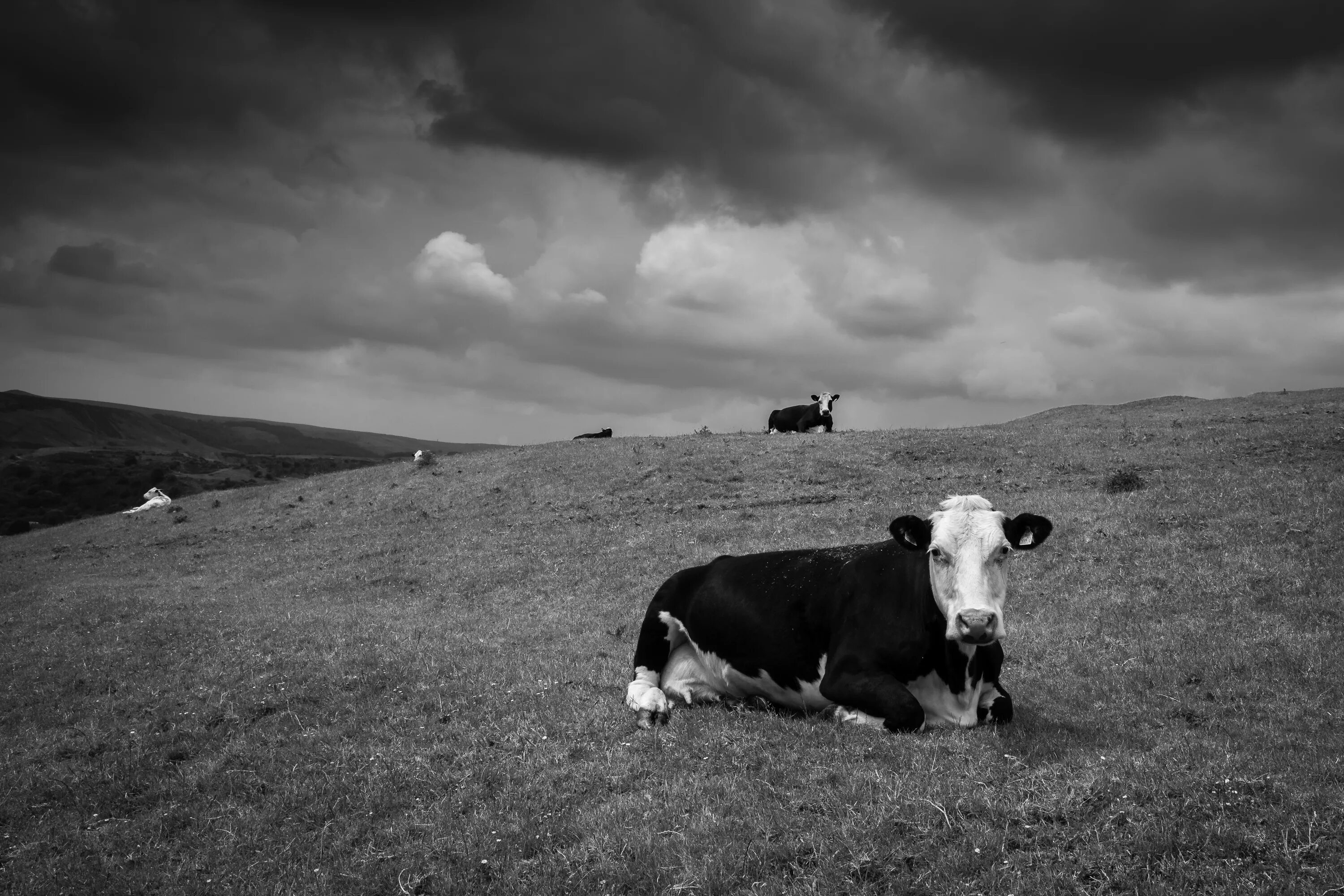 Корова вдали. Коровы в поле. Пейзаж с коровами. Корова картинка.
