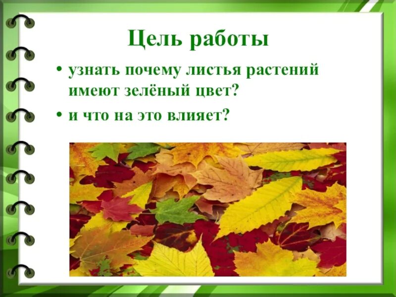 Почему листья растений имеют зеленый цвет. Почему листья зеленые исследовательская работа. Почему листья на деревьях зеленые. Окраска листьев в зеленый.