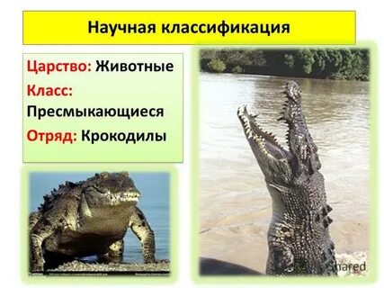 Крокодил систематическая группа