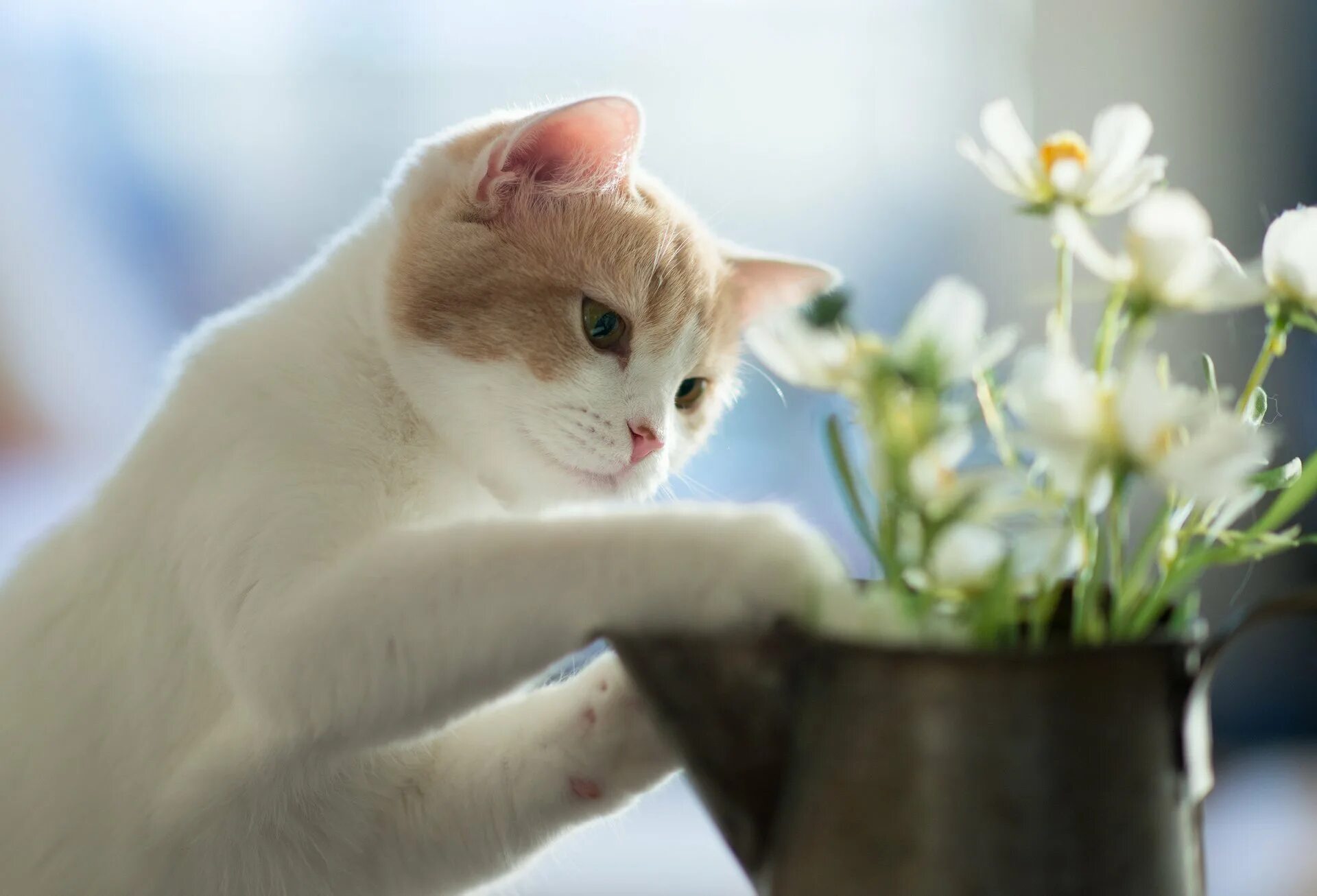 Котики и цветы. Котята в весенних цветах. Котик с цветами. Котенок любит играть с цветами