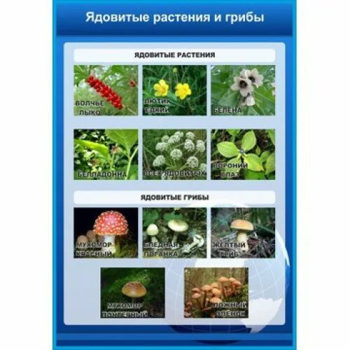 окружающий мир атлас ядовитые растения и грибы. ядовитые растения. атлас от земли до неба несъедобные грибы. ядовитые растения и грибы. атлас определитель ядовитые растения 3 класс.