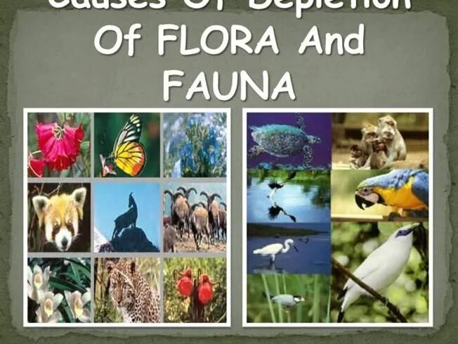 Flora and fauna of the british isles. Растительный и животный мир великобритании. fauna and flora. англия животные и растения.