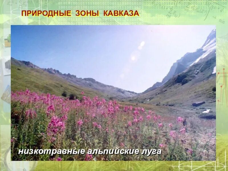 Субальпийские Луга Кавказа. Субальльпийский пояс Кавказа. Горы Альпийский субальпийский. Субальпийский горный пояс Кавказа. На какой высоте расположен субальпийский пояс кавказ