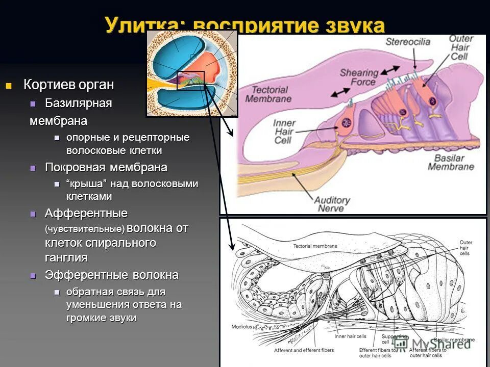 Звуки для возбуждения. Кортиев орган покровная мембрана. Волосковые клетки Кортиева органа гистология. Кортиев орган механизм возбуждения. Базилярная мембрана Кортиева органа.