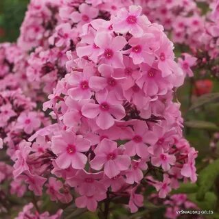Summer melody