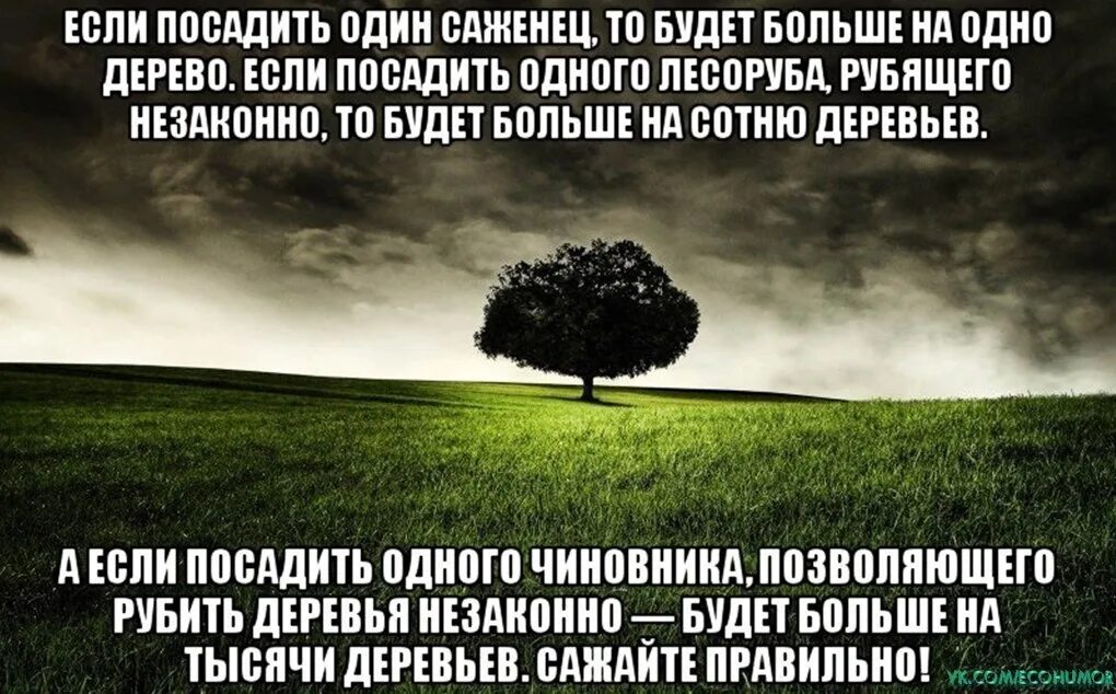А то и сажать
