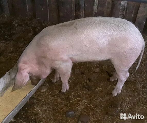 Ландрас кабан. Финский ландрас овцы. Хряк. Хряк авито. Хряк авито.