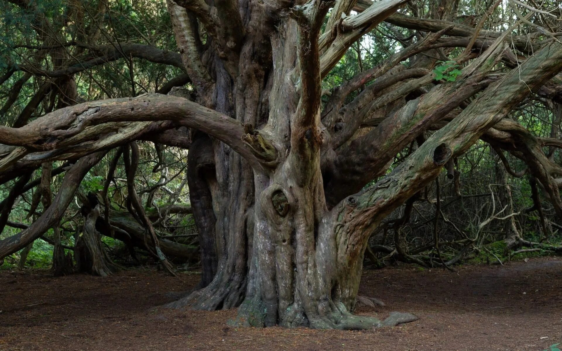 Ancient trees
