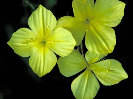 4 flowers