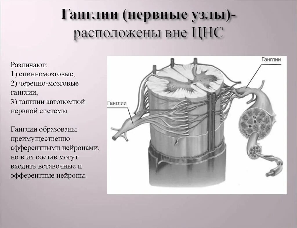 Нервные узлы и нервные стволы. Нервные узлы. Нервные ганглии расположение. Нервные узлы анатомия. Нервный узел расположен.