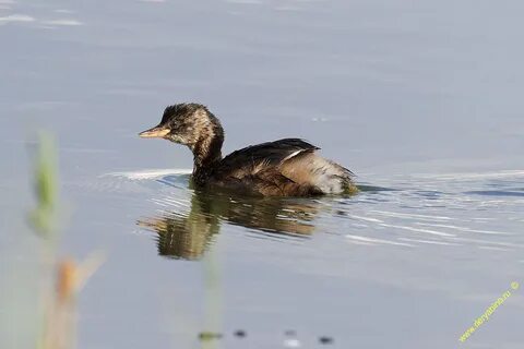 Чомга водоплавающая