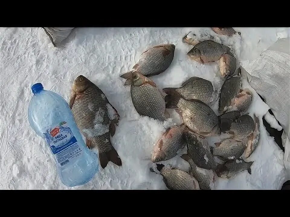 Морской окунь фото. Когда день зимней рыбалки 2023. Зимняя рыбалка чаны 2024. Зимняя рыбалка чаны 2024. Гигантские щуки якутии.