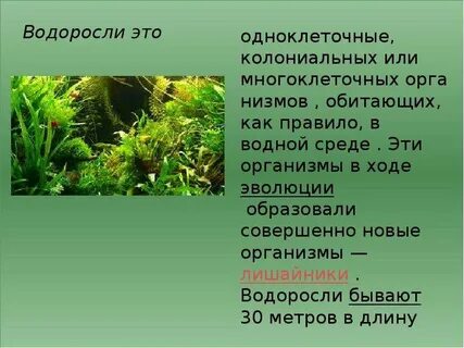 Мхи многоклеточные