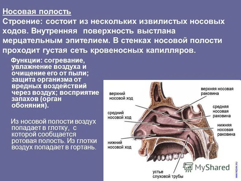 Полость носа особенности строения. Полость носа спереди ограничена. Раковины и ходы носовые носовые анатомия. Полость носа анатомия строение. Носовая полость строение и функции.