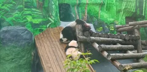 Панда катюша видео сегодня