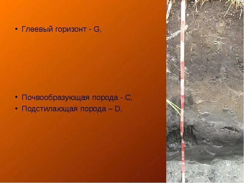 Оглеение почв возникает. Глеевый горизонт почвы. Глеевые почвы оглеение. Тундрово-глеевые почвы горизонты. Тундра глеевые почвы.