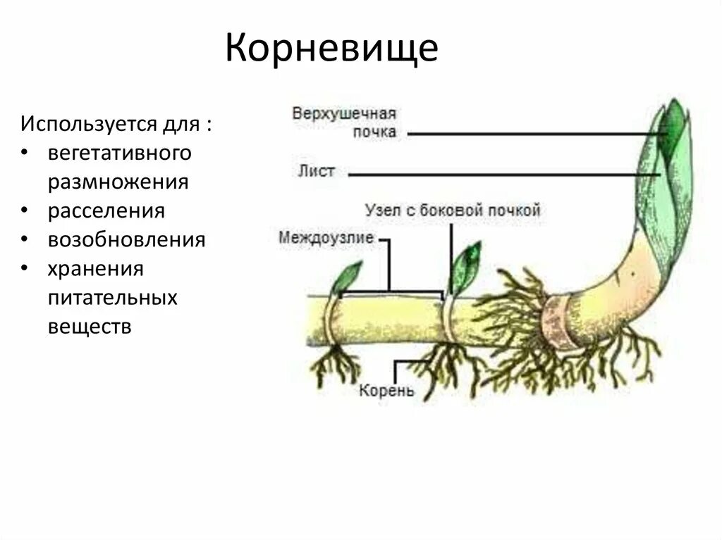 Корневища растения пырей схема. Строение корневища пырея схема. Строение корневища ландыша схема. Корневище пырея это побег. Клубень какой вегетативный орган