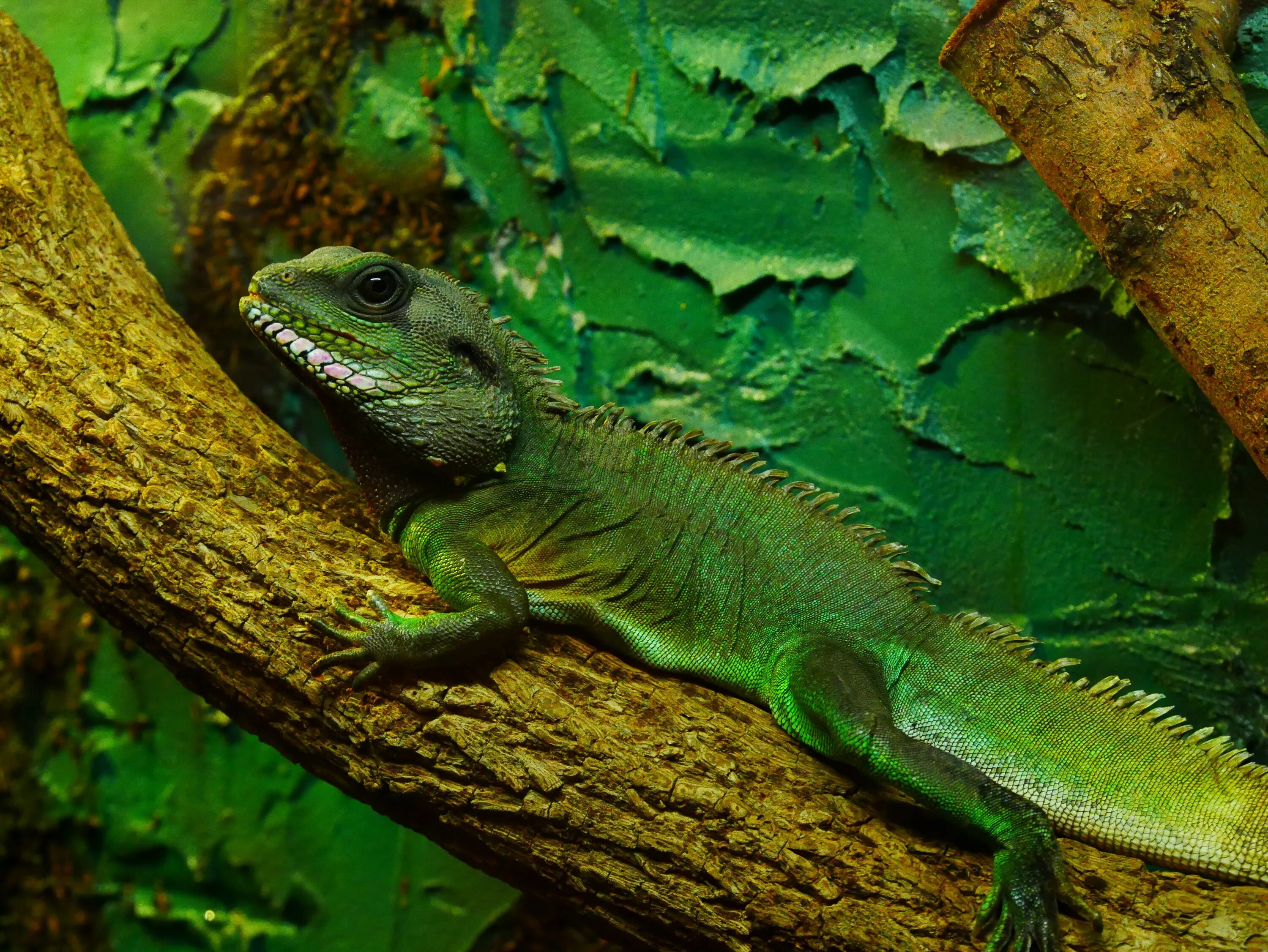 Пресмыкающиеся существа. Зелёная ящерица фото. Хамелеон зеленый. Зеленый хамелеон цвет. Зеленое животное похожее на ящерицу.