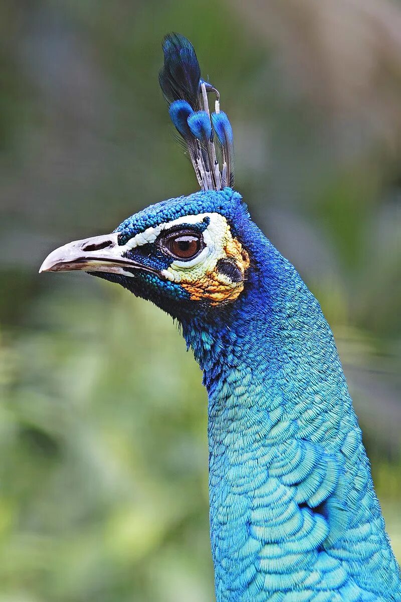 Обыкновенный гибрид. Павлины Сполдинг. Павлин портрет. Spalding Peafowl. Brown Peafowl.