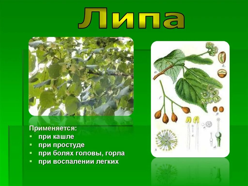Проект на тему природная аптека. Общая характеристика покрытосеменных растений. Эмблема самый зелёный класс. Green frog стихотворение 2 класс. Законы экологии.