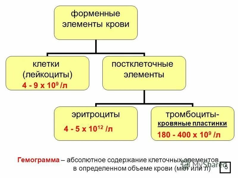 Какие форменные элементы крови активно участвуют