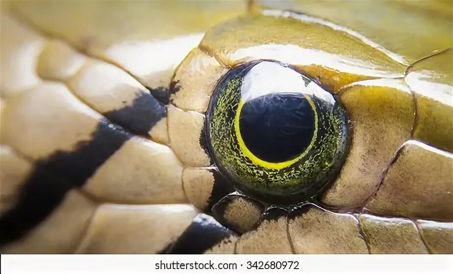Какой элемент инфраглаза змеи выполняет. Глаза змеи биология. Зрение змеи. Глаза змей медовые.
