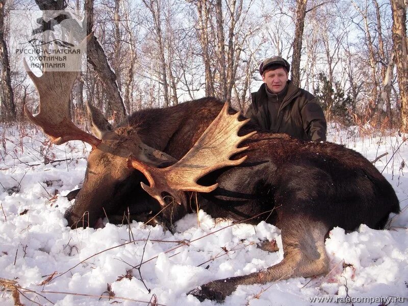 охота лось новые. загонная охота. охота лось новые. Hunting unlimited американский лось. охота на лося с подхода осень.