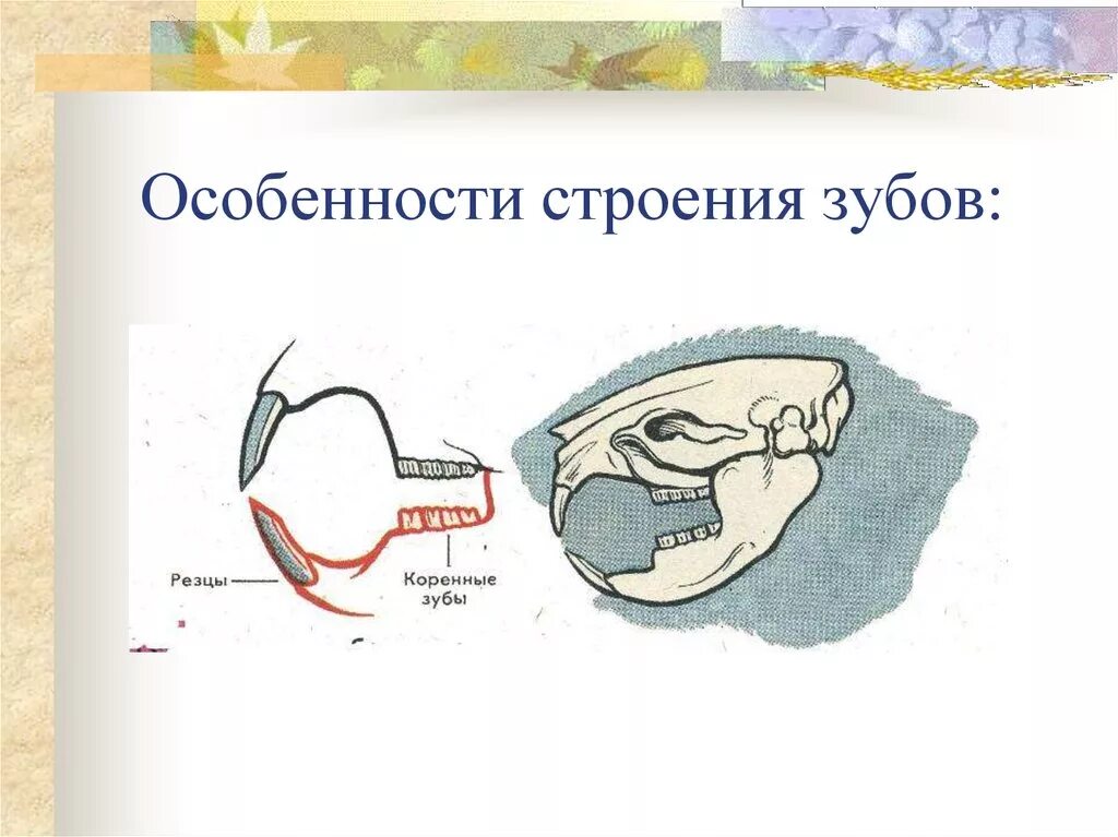 Какую особенность имеют резцы у грызунов. Строение челюсти зайцеобразных. Зайцеобразные зубная система. Строение зубной системы грызунов. Отряд зайцеобразные строение зубов.