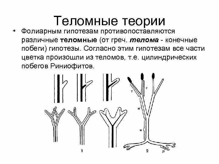 Листья гипотеза