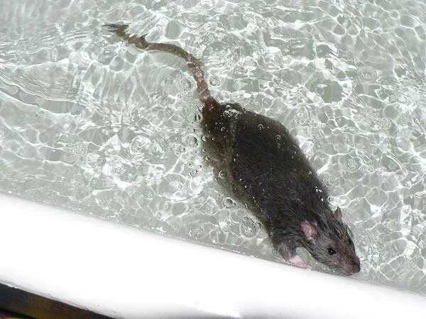 Крыса плавает. Крыса плавает в воде. Крыса плывет. Мышь плавает.