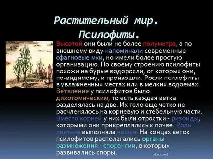 Признаки характерные для риниофитов