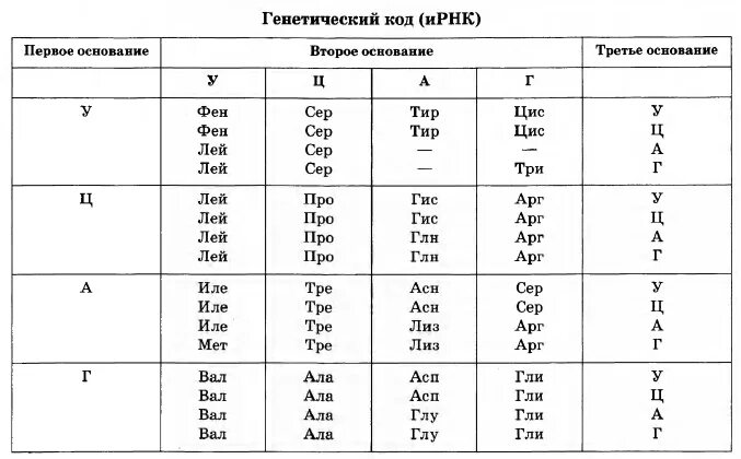 Таблица генетического кода по биологии 9 класс. Таблица генетического кода ЕГЭ. Генетический код схема. Первое основание второе основание третье основание генетический код.