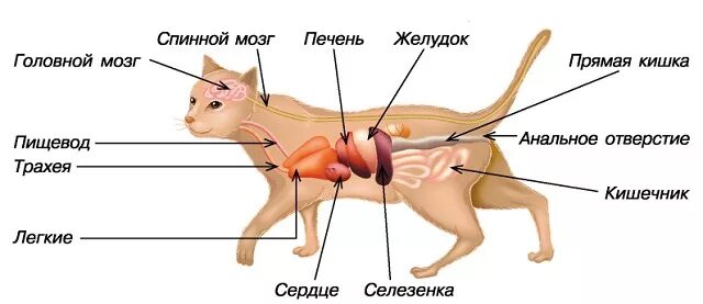 Пищевод кошки. Органы кошки схема. Строение пищеварительной системы кота. Внутренние органы кота схема. Внутренне строение кота органы.