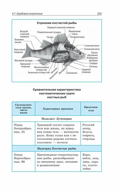 Рыбы сравнение таблица. Внутреннее строение костных рыб таблица. Пищеварительная система УК острых рыб таблица. Внутреннее строение рыб таблица система строение функции. Опорно двигательная система костных рыб таблица.