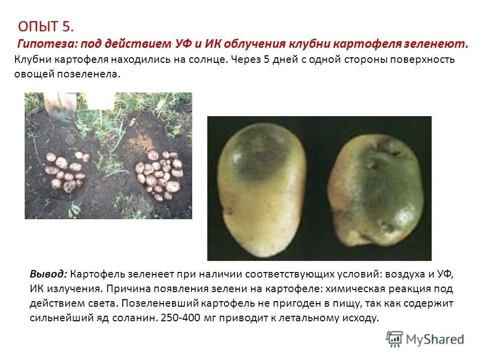 Форма клубней картофеля. Ученый провел эксперимент с фрагментами клубня картофеля. Клубень биология картофеля биология. Опыт с клубнем картофеля. Опыт с картошкой и солью.