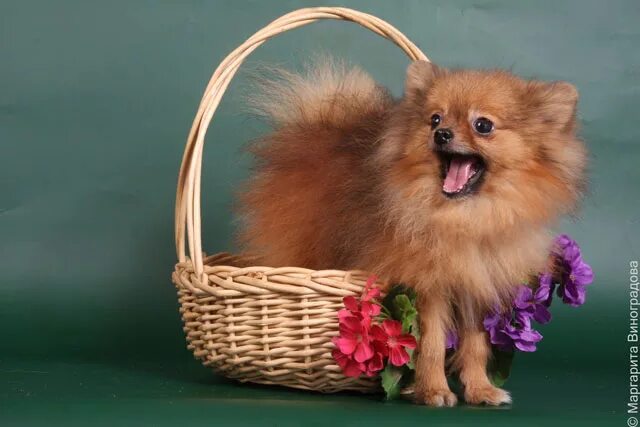 Cute little Thor @athorablenyc Cute puppy pictures, Cute dogs, Cute animals
