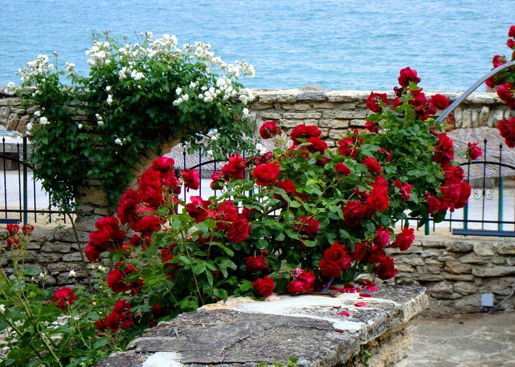 Купить розы в севастополе. Балчик Болгария розы. Розы в Ботаническом саду в Балчике Болгарии.