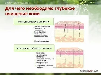 Клеточное обновление