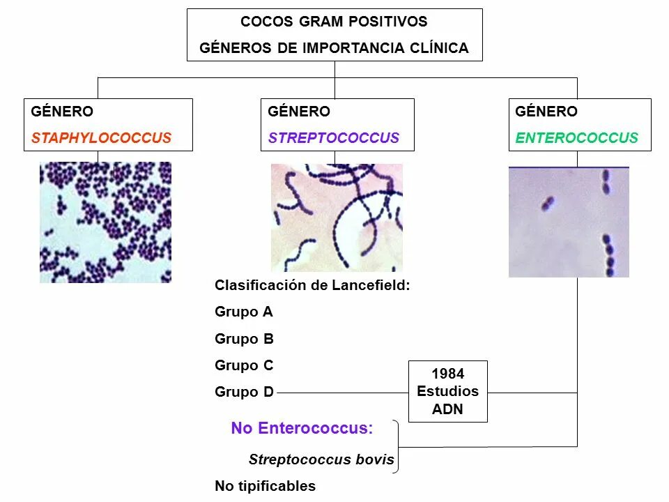 Enterococcus l3