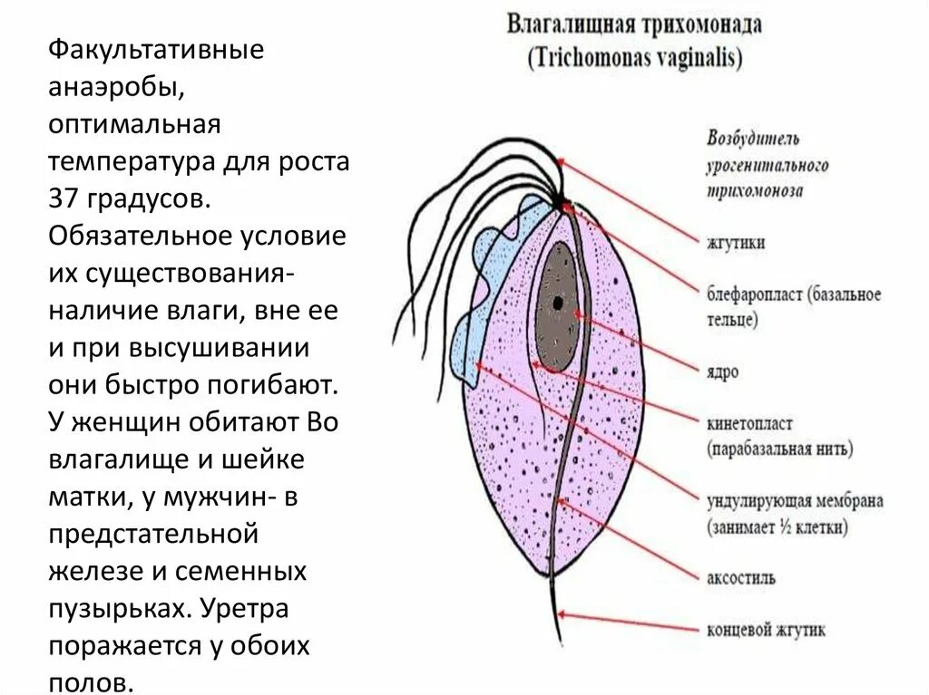 Трихомонада строение. Trichomonas vaginālis строение. кишечная трихомонада рисунок с подписями. trichomonas vaginalis строение. схема строения трихомонады.