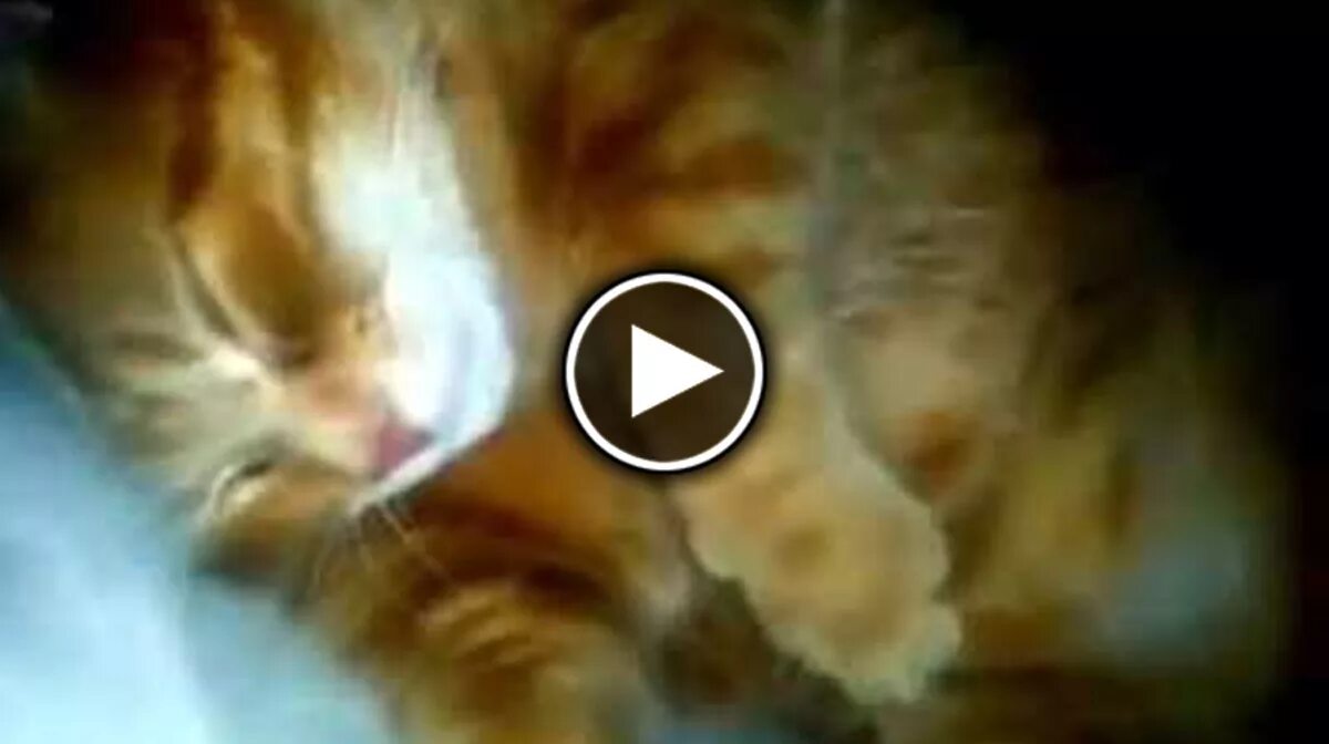 Храпят ли коты. Кот записывает мем. Кот сопит. Почему кот храпит. Кошачий храп.