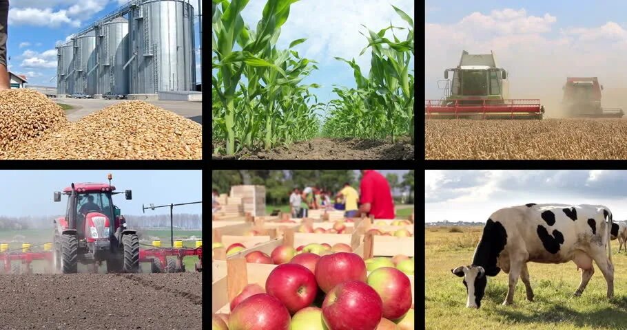 промышленность и сельское хозяйство. агропромышленный комплекс сельское хозяйство волго вятский район. агропромышленный комплекс россии. российский агропромышленный комплекс. агропромышленный комплекс россии апк 9 класс.